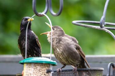 Practical Strategies for Picky Eaters at Every Age