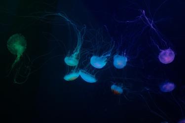 How Gut Microbiome Research Changes Our View of Brain Growth